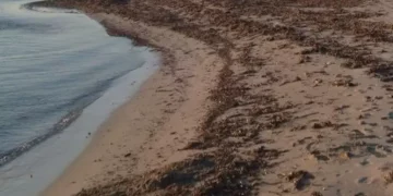 Fertilizzante dalla posidonia spiaggiata, progetto in Sardegna