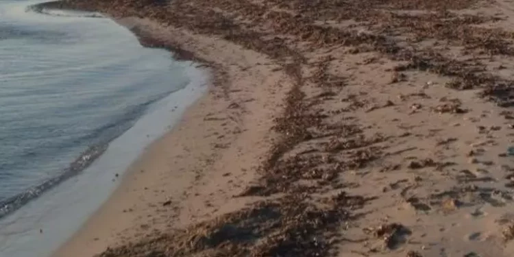 Fertilizzante dalla posidonia spiaggiata, progetto in Sardegna