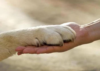 Tutela animali in Costituzione: “Solo 20% degli atti in linea con art. 9”