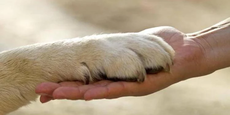 Tutela animali in Costituzione: “Solo 20% degli atti in linea con art. 9”