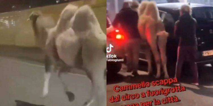 Cammello morto a Napoli, associazione animalista annuncia esposto