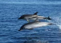 Il Comune di Sassari in prima fila per la tutela dei cetacei