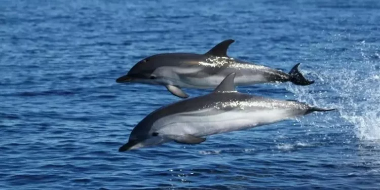 Il Comune di Sassari in prima fila per la tutela dei cetacei