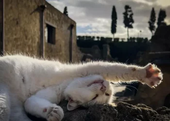 Strage di animali in sud Sardegna, ‘pensiamo a un serial killer’