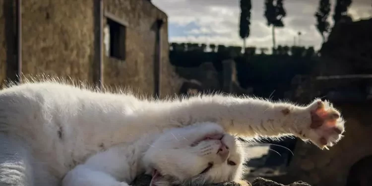 Strage di animali in sud Sardegna, ‘pensiamo a un serial killer’