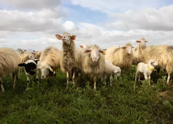Pecore a fine carriera, non più scarto ma risorsa