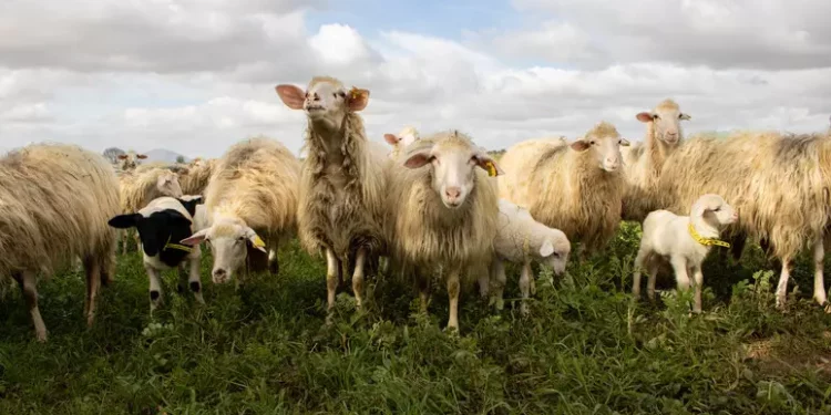 Pecore a fine carriera, non più scarto ma risorsa