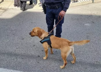 Droga in carcere: in corso operazione con oltre cento indagati: coinvolta Sassari