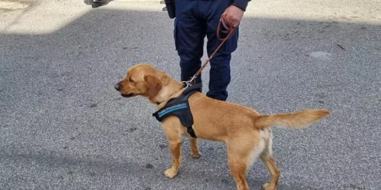 Droga in carcere: in corso operazione con oltre cento indagati: coinvolta Sassari