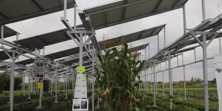 Regione non autorizzerà progetto agrivoltaico a Siamaggiore