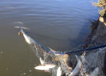 Forestale sequestra 100 metri di rete illegale e 120 kg di pesce