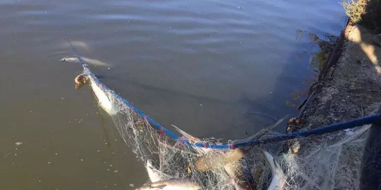 Forestale sequestra 100 metri di rete illegale e 120 kg di pesce