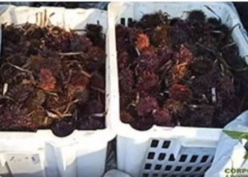 Pescatori abusivi sorpresi con 1000 ricci a Trinità d’Agultu