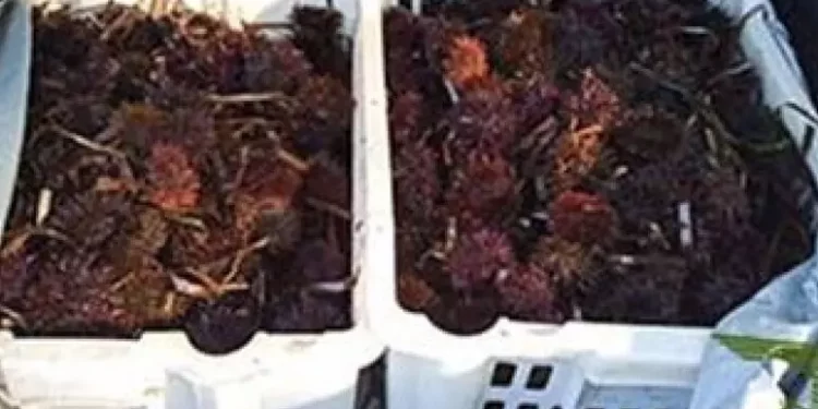 Pescatori abusivi sorpresi con 1000 ricci a Trinità d’Agultu