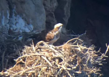 Torna nell’isola di Tavolara il falco pescatore, trovati 2 nidi