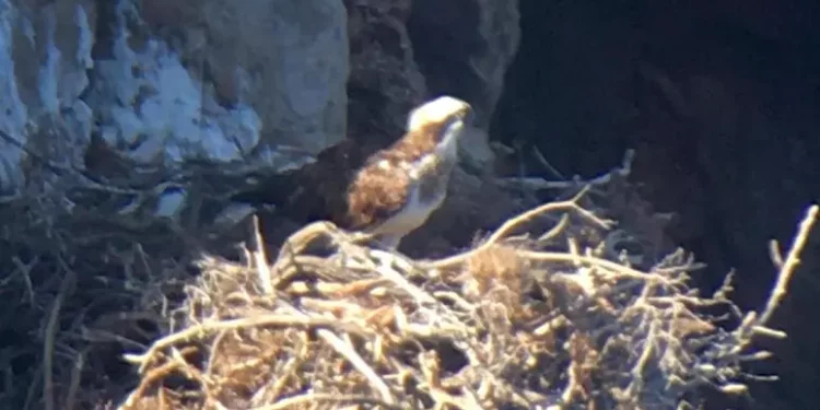 Torna nell’isola di Tavolara il falco pescatore, trovati 2 nidi