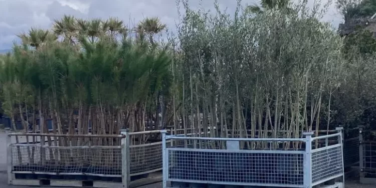 A Quartu parte il progetto di forestazione urbana