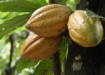 Il cacao è più antico del previsto, ha 7,5 milioni di anni
