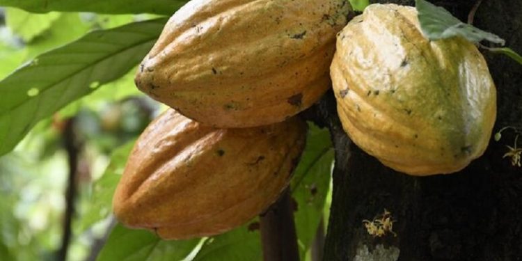 Il cacao è più antico del previsto, ha 7,5 milioni di anni