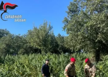Maxi sequestro di marijuana nel 2023, un’assoluzione a Sassari