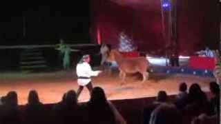 In un film della Lav gli animali salvati dal circo Martin