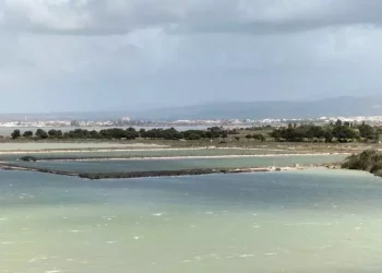 Novemila coppie di fenicotteri rosa nidificano a Cagliari