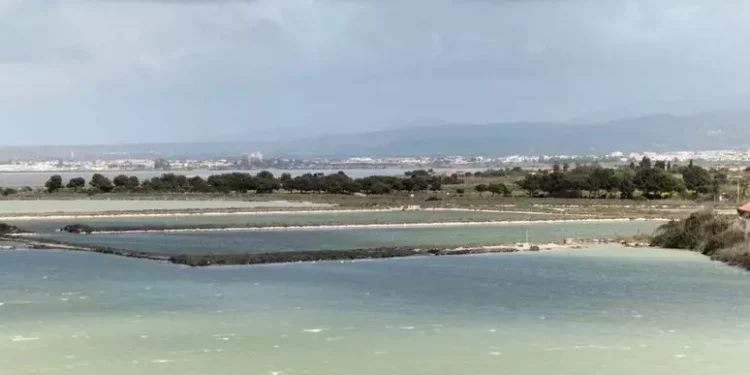 Novemila coppie di fenicotteri rosa nidificano a Cagliari