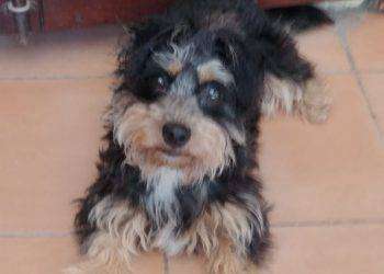 Perché si dice “buon ponte” quando muore un cane?