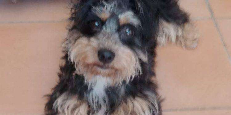 Perché si dice “buon ponte” quando muore un cane?