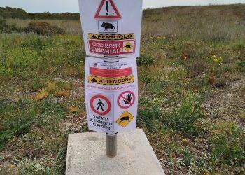 Denuncia della Lav: “Fermate subito l’abbattimento dei cinghiali nel Sinis”