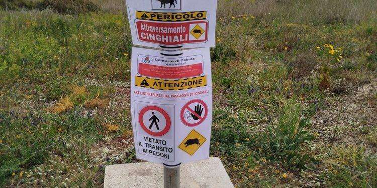 Denuncia della Lav: “Fermate subito l’abbattimento dei cinghiali nel Sinis”