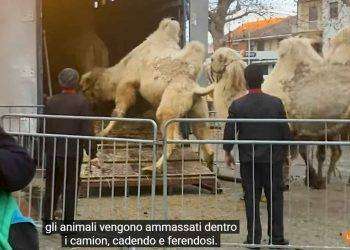 Circo Medini: la Lav presenta denuncia sulle condizioni degli animali