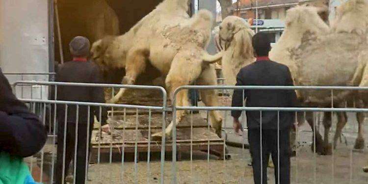 Circo Medini: la Lav presenta denuncia sulle condizioni degli animali