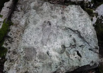 Scoperte in Ogliastra tracce fossili di dinosauri