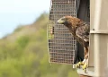 Tornata in libertà aquila trovata ferita a febbraio in Valbrenta