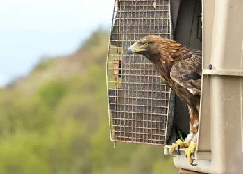 Tornata in libertà aquila trovata ferita a febbraio in Valbrenta