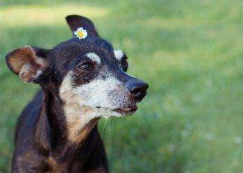 In Italia la leishmaniosi è ormai endemica