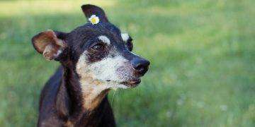 In Italia la leishmaniosi è ormai endemica