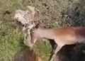 Un daino intrappolato nel filo spinato liberato dalla Forestale
