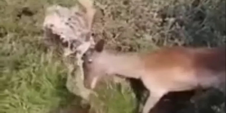 Un daino intrappolato nel filo spinato liberato dalla Forestale