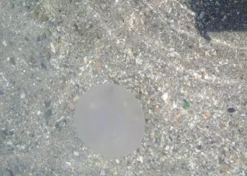 Invasione di meduse sulla spiaggia del Poetto a Cagliari