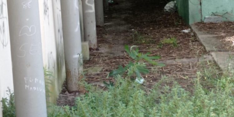 Cagliari, discarica e ratti vicino alla scuola in via Flavio Gioia