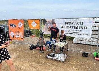 Abbattimento dei cinghiali nell’oristanese, manifestazione degli animalisti