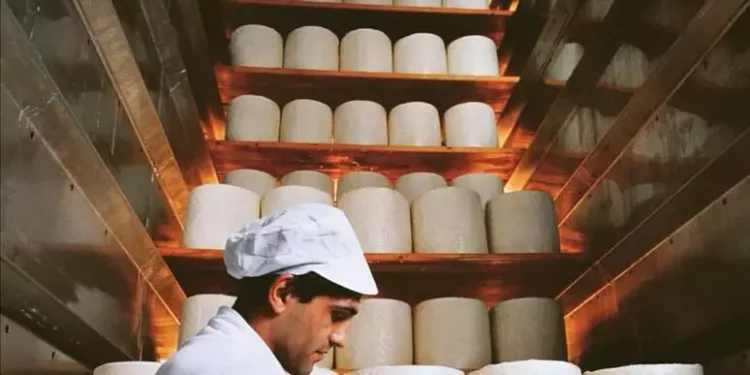 La Regione boccia il disciplinare del Pecorino romano dop