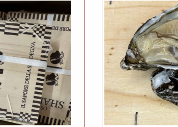 Allerta ostriche contaminate da Norovirus, consumare previa cottura