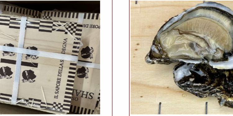 Allerta ostriche contaminate da Norovirus, consumare previa cottura