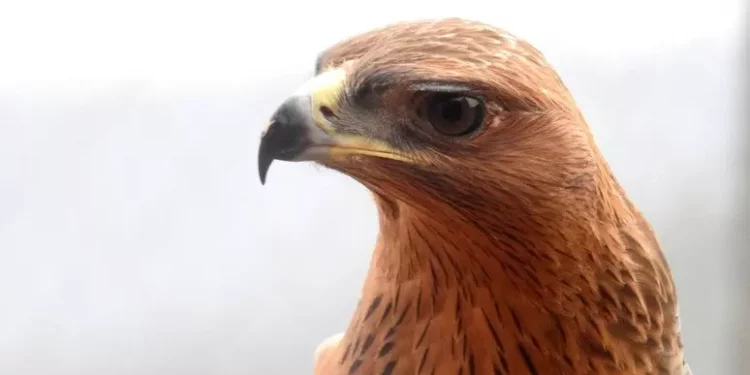 Sette giovani aquile del Bonelli al Parco di Tepilora