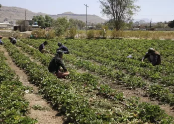 Onu, ‘295 milioni persone su baratro fame, 38 milioni bimbi’