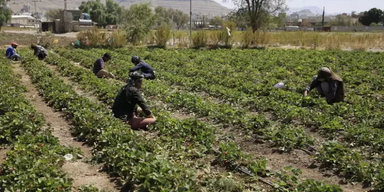 Onu, ‘295 milioni persone su baratro fame, 38 milioni bimbi’