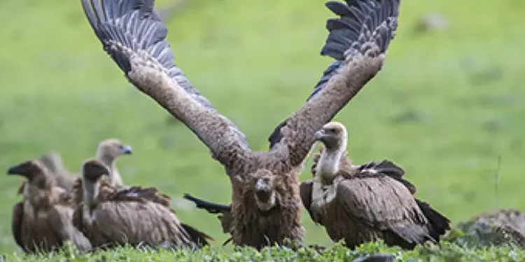Primi passi per la reintroduzione degli avvoltoi estinti